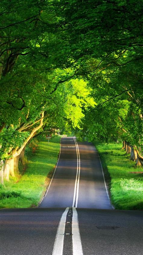 Tree Road The Iphone Wallpapers