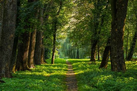 Fairy Tale Forest Outdoor Park Nature Scenery Landscape Of Path Alley