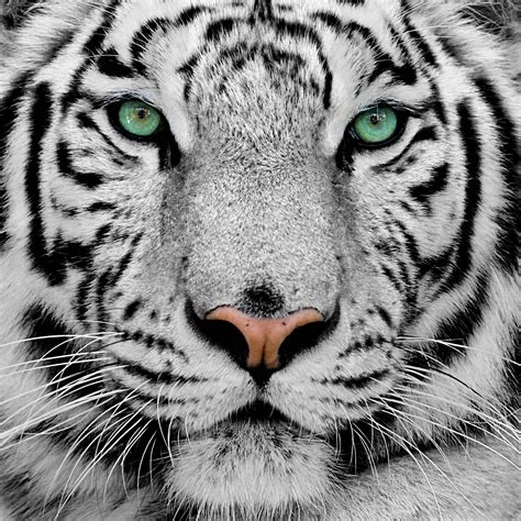 White Tiger Wallpapers Top Free White Tiger Backgrounds Wallpaperaccess