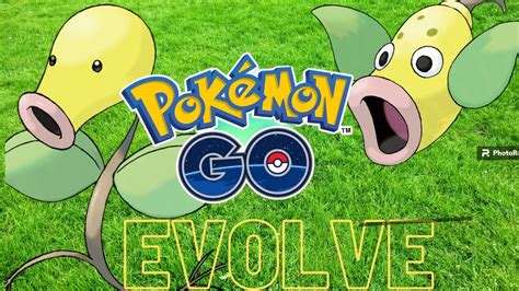 Pokémon Go Evolutions Bellsprout Evolves To Weepinbell Youtube