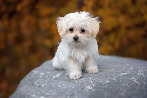17 Small White Dog Breeds Little Light Colored Cuties
