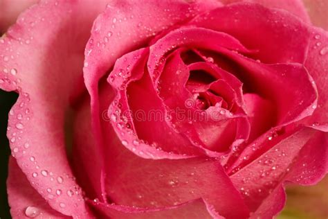 Pink Rosebud Blooming In Springtime Macro Shot Stock Image Image Of