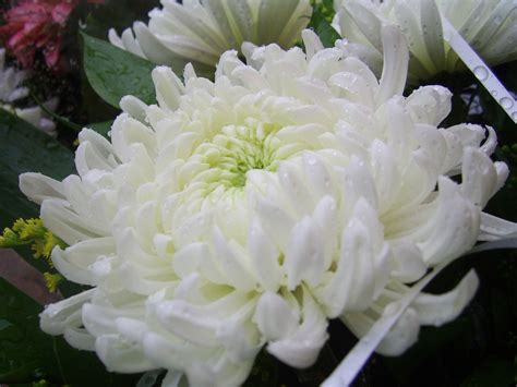 White Chrysanthemum Free Stock Photo Public Domain Pictures