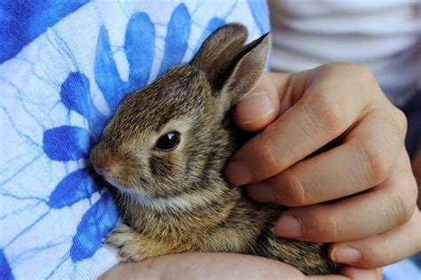How To Bond With Your Rabbit Mypetcarejoy