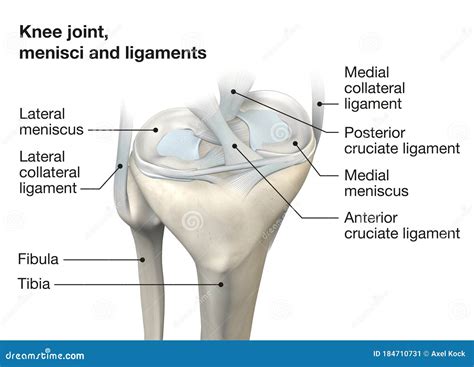 Knee Joint Anatomy Menisci And Ligaments Medically 3d Illustration