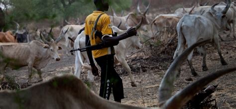 Understanding The Fulani Herdsmen Crisis In Nigeria Here Is Everything
