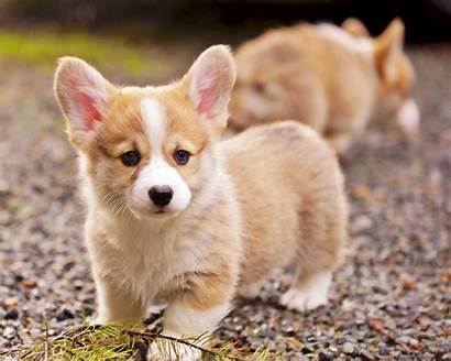 Corgi Wallpapers Puppies Pembroke Welsh Background Androids