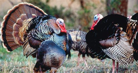 Istanbul is the entry point for most travelers—a. 7th Annual National Wild Turkey Federation Hunting ...
