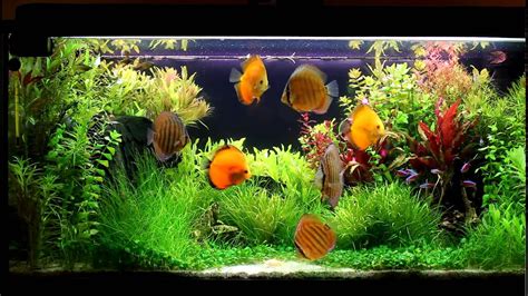Discus Planted Tank L P Youtube