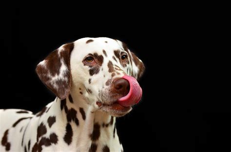 Why Do Dalmatians Have Spots Dog Discoveries