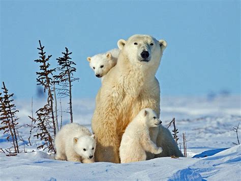 Extremely Soft And Incredibly Cute Polar Bear Triplets