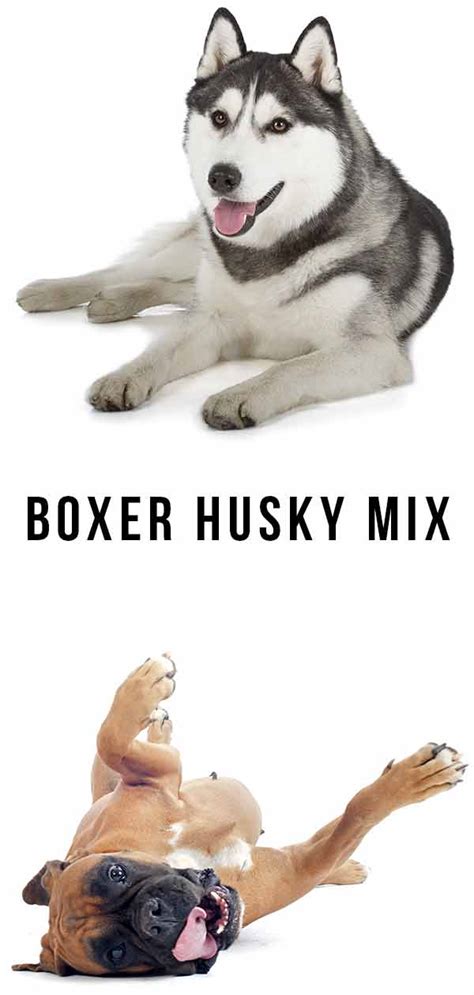 Boxer Husky Mix Is This Cross The Right Puppy For You