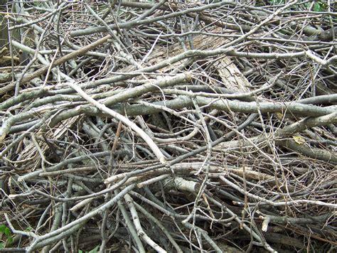 Ancient olive branch unearthed in rock fragments in santorini proves 'cataclysmic' bronze age volcanic eruption took place a century earlier than previously dr elizabetta boaretto of the weizmann institute of science in israel took 20 samples from the living tree and 11 from the dead branches, which had. Dead Branches Free Stock Photo - Public Domain Pictures