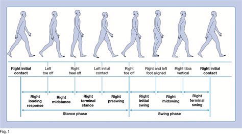 Gait Cycle Muscle Activity