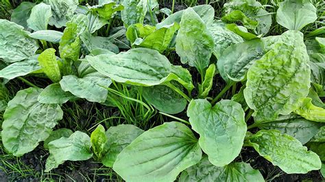Plantain Edible And Medicinal Lost In The Ozarks