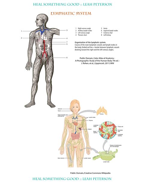 Chart Of Lymphatic System