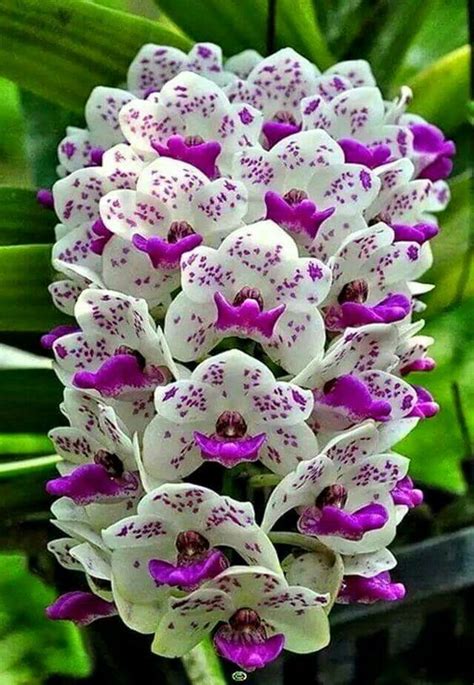 1977 baskısı the text introduces the major plant families of the world, arranged in alphabetical order. 45 Most Beautiful White Flowers In The World That Are ...