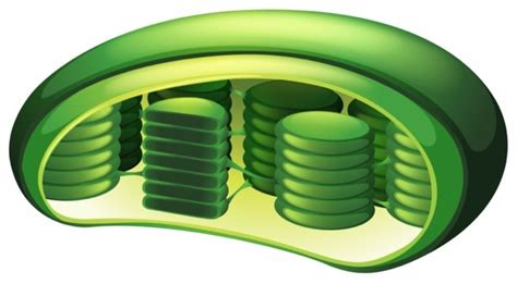 Photosynthesis And Chloroplast Diagram Quizlet