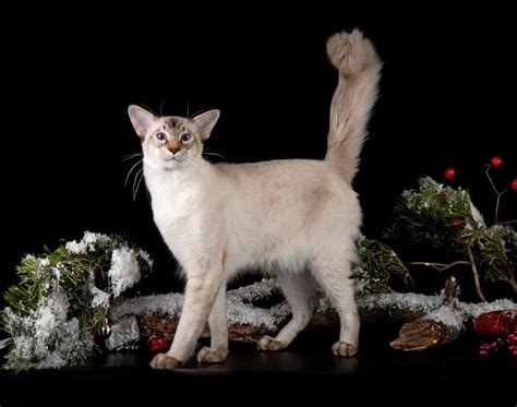 Balinese Cat Personality And Behavior Pettime