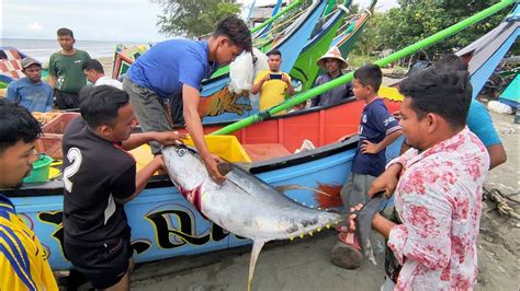 Detik Detik Nelayan Tradisional Aceh Membawa Hasil Tangkapan Ikan Tuna