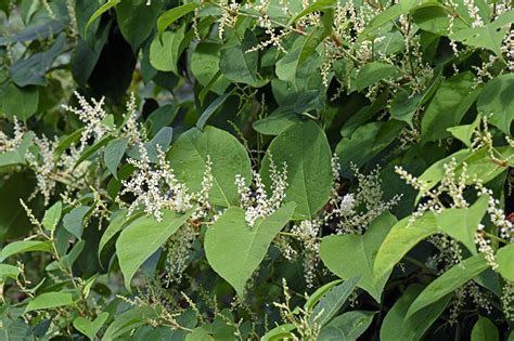 Spotted Japanese Knotweed Heres What You Need To Do Gardening
