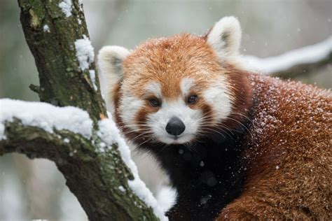 What Plants Are In The Red Panda's Habitat at Patrick Morris blog