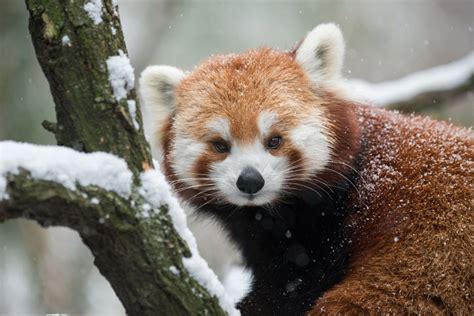 When Do Red Pandas Give Birth How Long Does It Take For Baby Red Panda