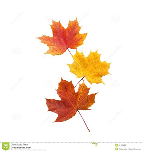 Autumn Golden Leaves Maple Isolated Stock Photo Image Of Autumn