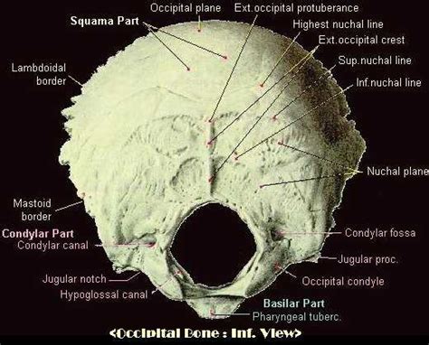 Superior Nuchal Line Of Occipital Bone