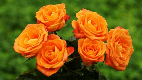 Beautiful Orange Rose Flowers 11 Flower Images Pictures High
