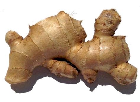 In the uk, the pronunciation /ˈɡɪŋə/ may be jokingly used in disparaging reference to (a person with) the hair colour. Ginger - Culinary Uses, Preserving, Storing Nutrition ...