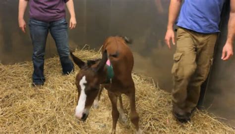 Woman Is Surprised When Horse Gives Birth To Twins Inner Strength Zone