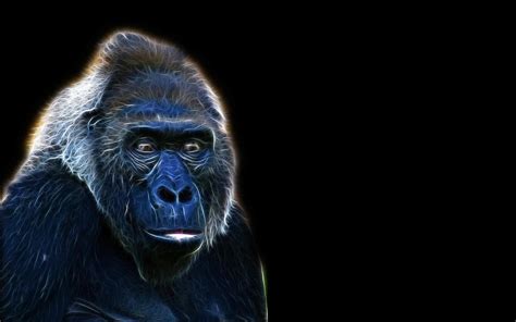 Gorilla Art Hd Desktop Wallpaper Widescreen High Definition Vollbild