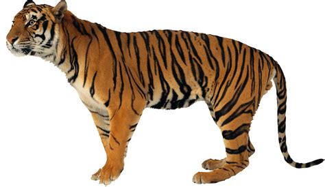 Bengal Tiger Png