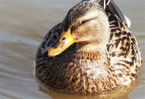 Female Mallard Duck Face Sian Grove Flickr