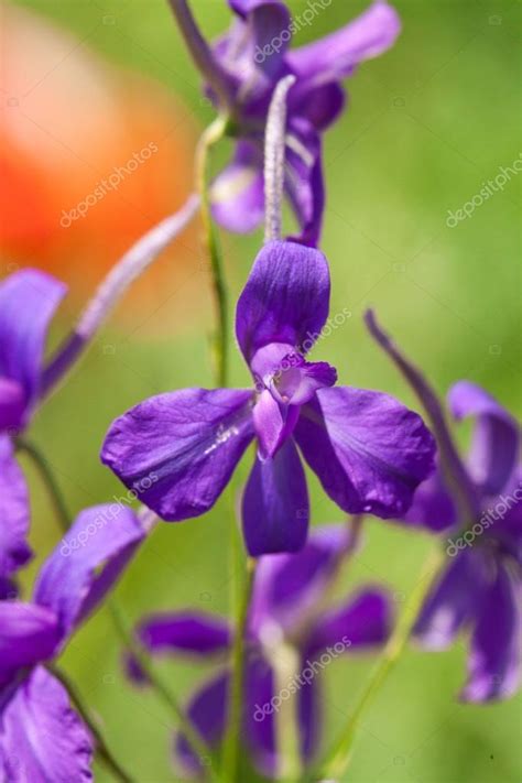 Winnie de poeh paarse wilde bloemen: Paarse wilde bloemen — Stockfoto © indigolotos #79652900