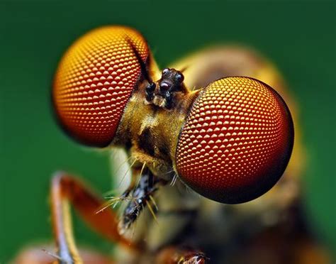 Focus Stacking In Photoshop How To Get Pin Sharp Macro Shots Macro Photography Insects