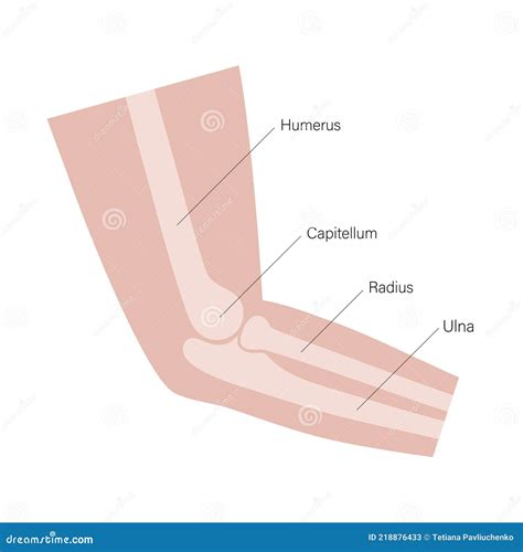 Anatomy Elbow Vector Illustration CartoonDealer Com 100391936