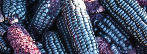 Is Blue Corn Healthy Blue Corn Tortilla Recipe Life Extension