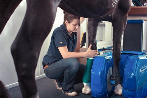 Hallmarq Standing Equine Mri Scanning Cave Creek Equine