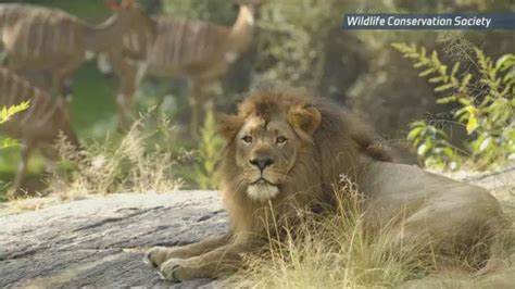 Bronx Zoo African Plains Exhibit Closing In On 75th Anniversary