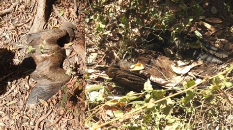 More Critically Endangered Vultures Die In Guinea Bissau One Year