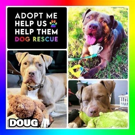 Help Us Help Them Dog Rescue