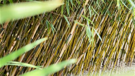 Clumping Bamboo Pros And Cons Growing Bamboo As A Hedge Youtube