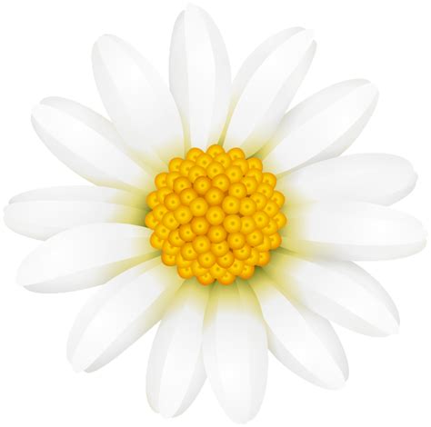 Daisy svg, png daisy clipart, printable flowers, line art daisy, flowers svg, floral png, botanical line art, diy, vector flowers, eps files. White Daisy Transparent PNG Clip Art Image | Gallery ...