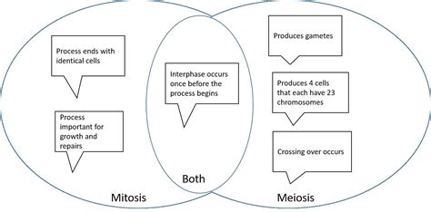 Mitosis And Meiosis Venn Diagram Worksheet