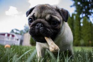 Know when to transition from puppy food, what foods you should avoid feeding them and how often you should by around eight weeks of age your puppy should be eating solid food. When Can Puppies Eat Dry Food Without Water ...