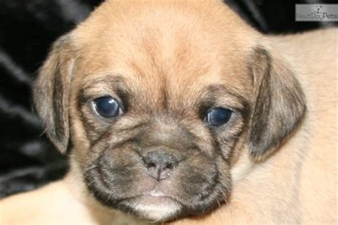 Puggles Puggle Puppy For Sale Near Western Ky Kentucky 01a6354d 82d1