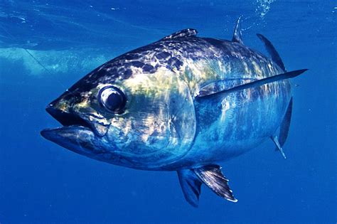 Blackfin Tuna Basics - Florida Sportsman