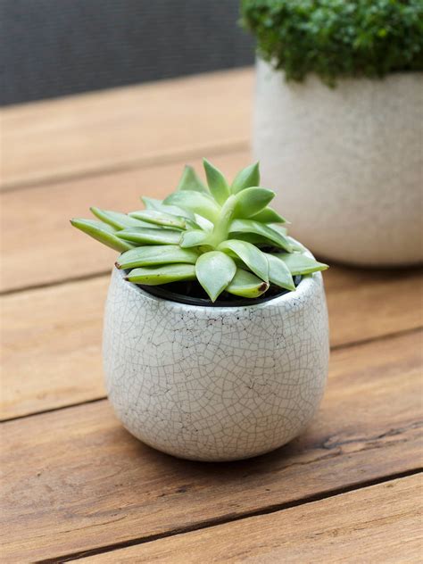 Small Ceramic Pots For Indoor Plants Pug Planter Ceramic Dog Plant
